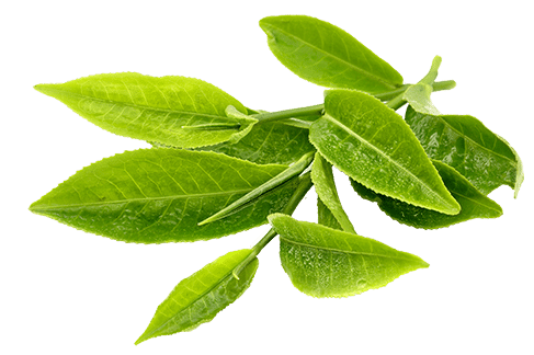 green-tea-leafs